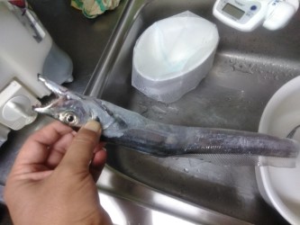 今年も太刀魚へ・・